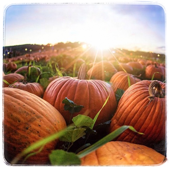 Meet the Posher ☀️💐 - Picture 5 of 6